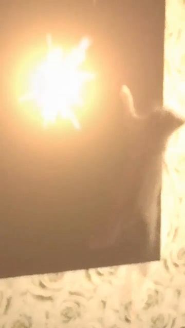 летучая мышь #cat Барни покоритель вершин# shorts смотреть онлайн