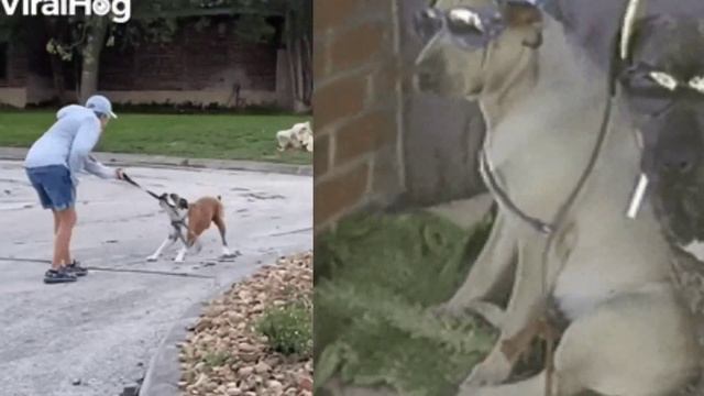 смешные случаи про животных смотреть онлайн