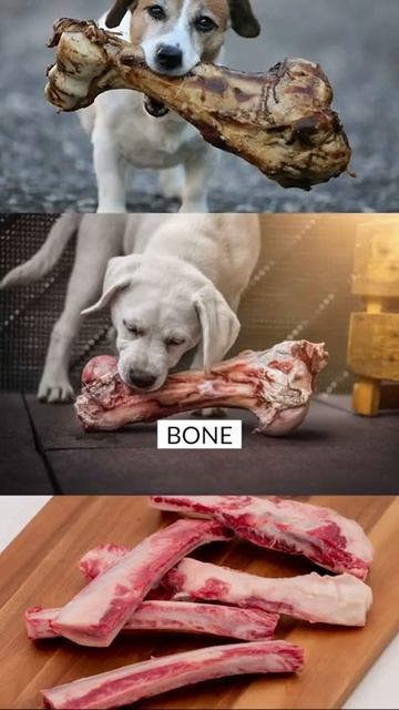 Acceptable RAW Foods For Your Dog #shorts смотреть онлайн