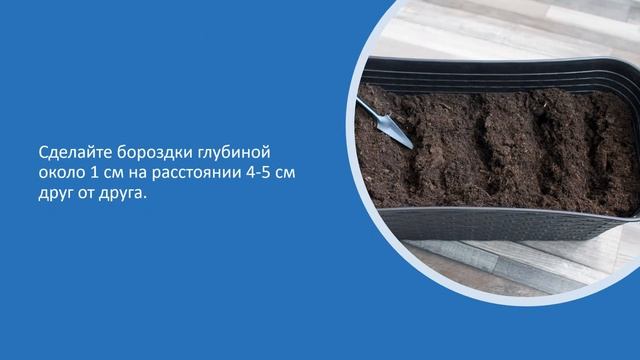 Огород на подоконнике