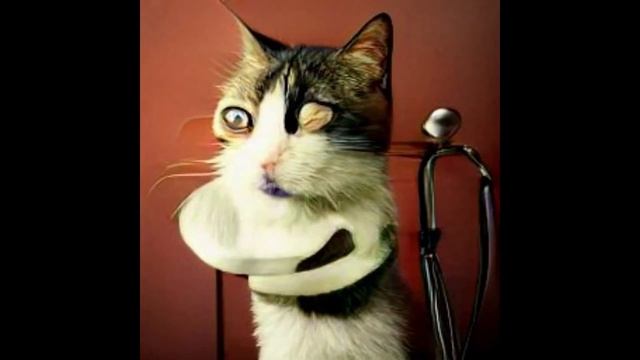 DALL-E mini but it generates cat images only using the word "bruh" смотреть онлайн