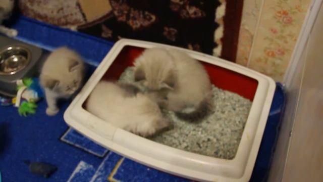 везде вместе.)) смотреть онлайн