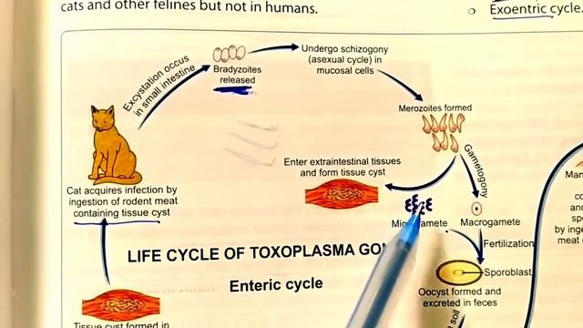 Toxoplasma Gondii and Toxoplasmosis | Clinical Manifestations | Life cycle | Treatment смотреть онлайн