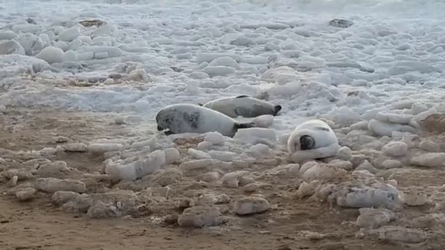 Тюлени вылезли погреться смотреть онлайн