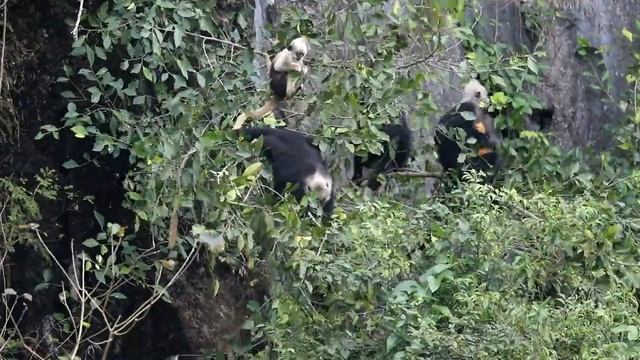 白头叶猴 White-headed langur смотреть онлайн