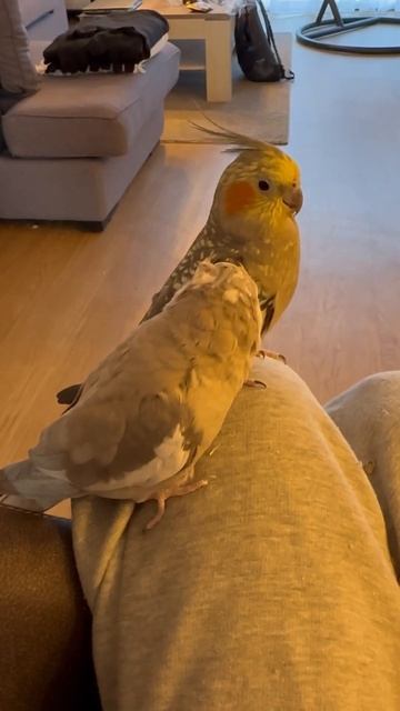 Preening Birbs | Cockatiel Lovers смотреть онлайн