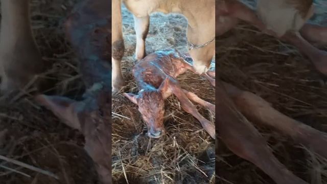 родился Бычек 100% Джерси смотреть онлайн