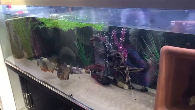 caribe piranha and adult reds смотреть онлайн