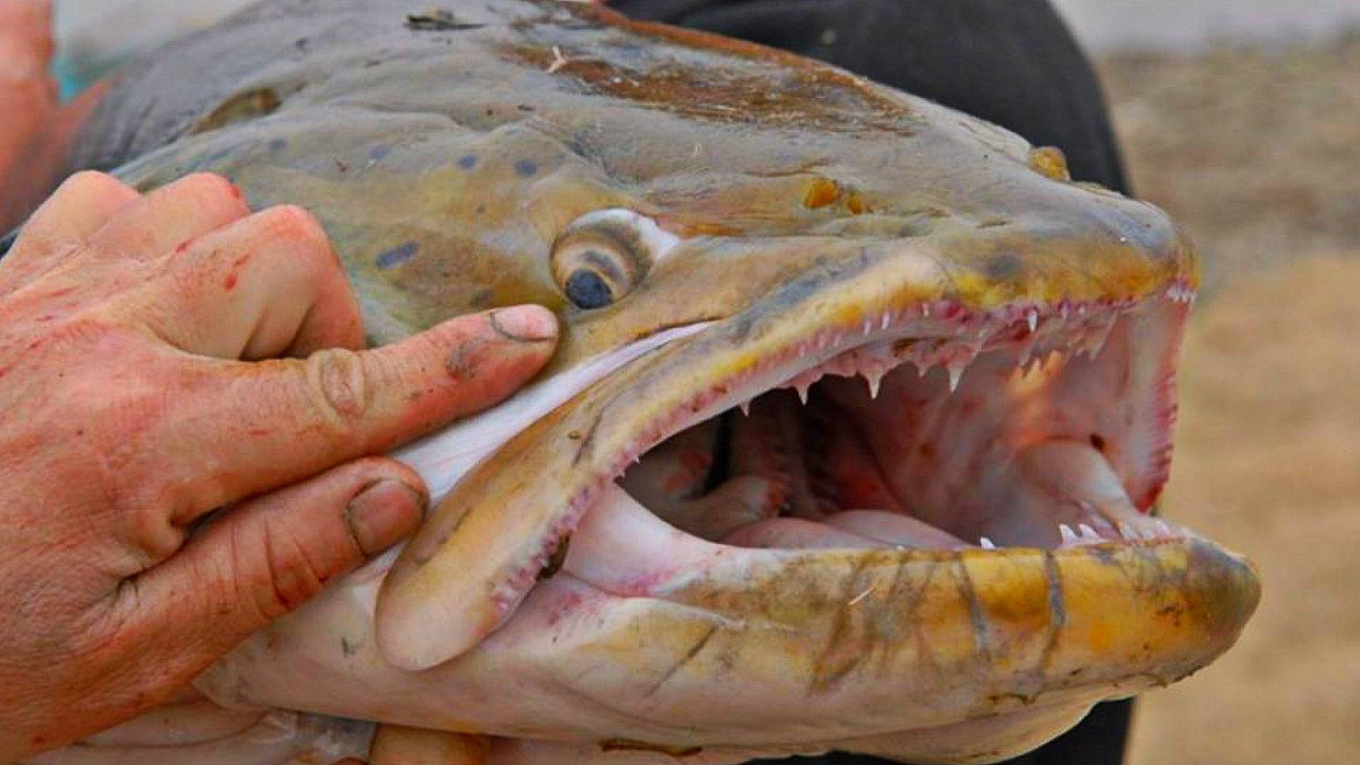 САМЫЙ БОЛЬШОЙ ТАЙМЕНЬ В МИРЕ! РЕКОРДНЫЙ ТАЙМЕНЬ 100КГ! КАК ПОЙМАТЬ ТАЙМЕНЯ НА СПИННИНГ! смотреть онлайн