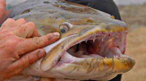 САМЫЙ БОЛЬШОЙ ТАЙМЕНЬ В МИРЕ! РЕКОРДНЫЙ ТАЙМЕНЬ 100КГ! КАК ПОЙМАТЬ ТАЙМЕНЯ НА СПИННИНГ!