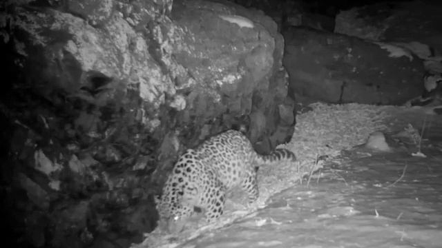 Земля леопарда, три разные кошки в одной фотоловушке. смотреть онлайн