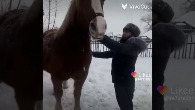 Кобыла Советский тяж в холке 1,74 м хозяин Костя Кузмич. смотреть онлайн