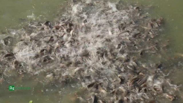 Amazing live Tilapia and Carp Fish смотреть онлайн