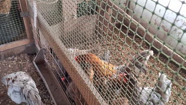 Отключили свет на 3 часа😱 Что с курами? смотреть онлайн