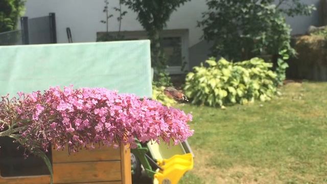 Mini Kolibri im Garten (Taubenschwänzchen) смотреть онлайн