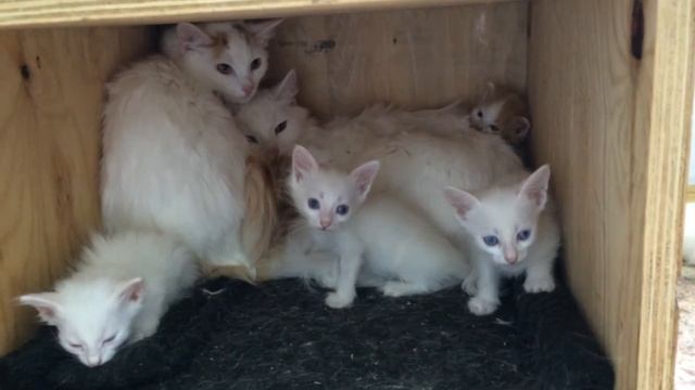 Кошки приюта Кожухово смотреть онлайн
