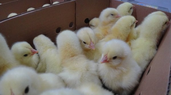 Цыплята кобб 500 и росс 308