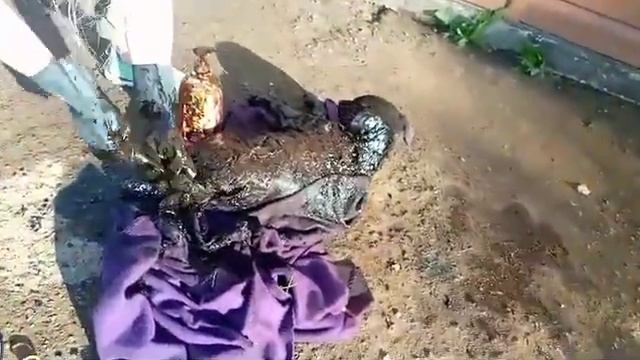 В приюте аврал. Спасаем щенят.