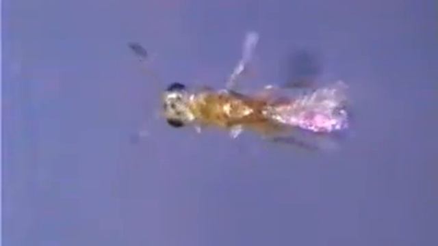 チャノミドリヒメヨコバイEmpoasca Onukiiの 卵寄生蜂MYmaridae смотреть онлайн