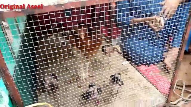 lahor lari adda aseel murg mandi part 2@originalaseels7734 смотреть онлайн