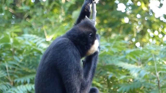 The Gibbon- sing song смотреть онлайн