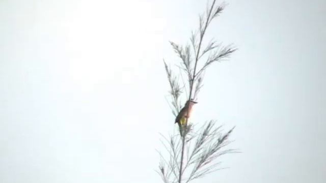 Red whiskered Bulbul Краснощёкий бюльбюль Pycnonotus jocosus смотреть онлайн
