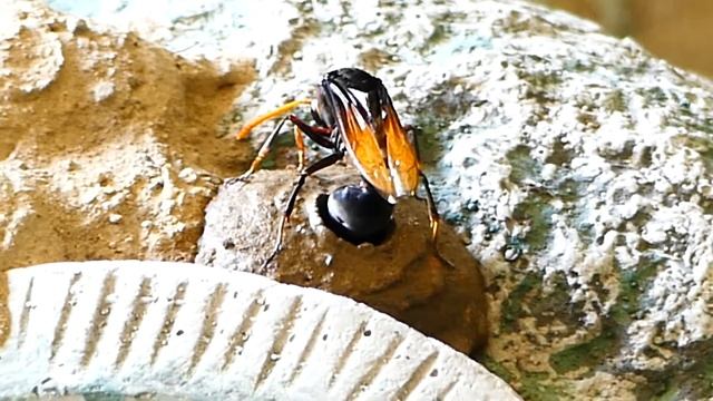 Potter Wasp(Delta sp.) egg-laying смотреть онлайн