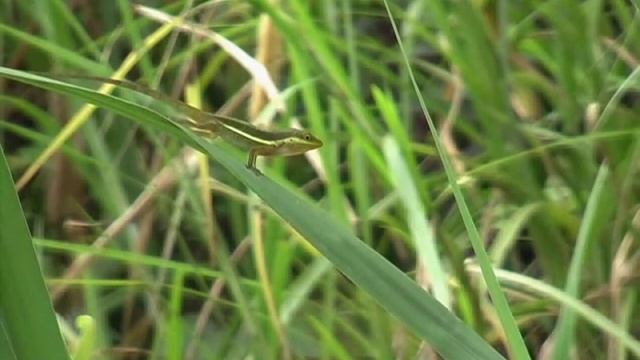 Anolis krugi (grass anole, Puerto Rico) смотреть онлайн