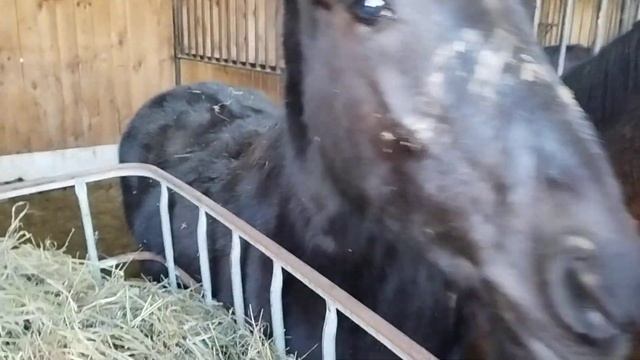 ЛОШАДИ🐎 СОДЕРЖАНИЕ ЛОШАДЕЙ В АГРОУСАДЬБЕ "НЕСВИЖСКИ МАЕНТАК" смотреть онлайн