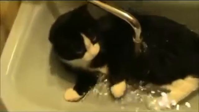 Про кошек смотреть онлайн