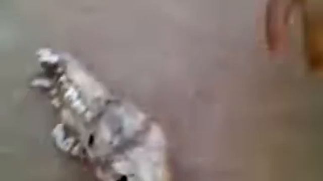 ARQUEOLOGIA BRASIL смотреть онлайн