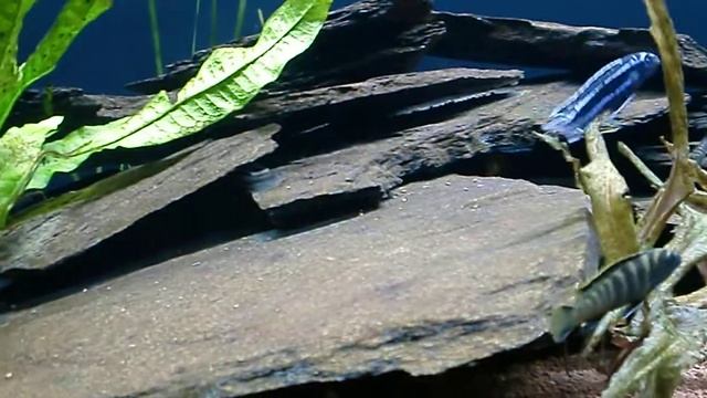 Pseudotropheus flavus Juvenil смотреть онлайн