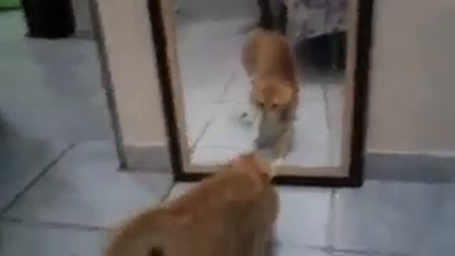 классний прикол довели кота смотреть онлайн