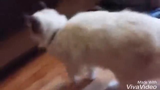 День котэйки смотреть онлайн