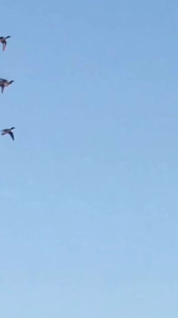 Duck calling #hunting#shorts#trending смотреть онлайн