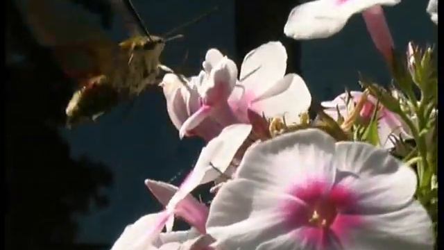 Garden Impressions (Mix) - Impressions du Jardin смотреть онлайн