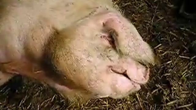 sca piglets смотреть онлайн