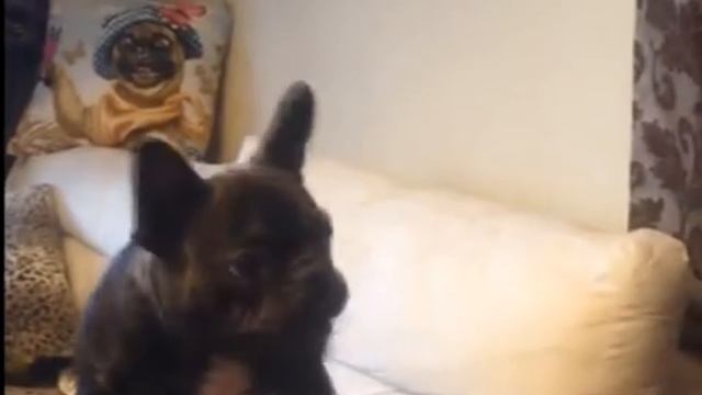Боня играет в мячик mp4 смотреть онлайн