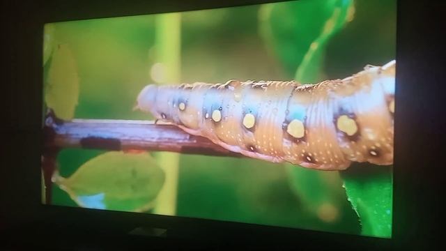 Hisense 55 Inch 55A63HTUK Smart 4K UHD HDR LED , смотреть онлайн
