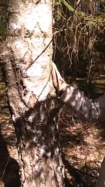 Как Правильно СОБИРАТЬ Берёзовый Сок смотреть онлайн