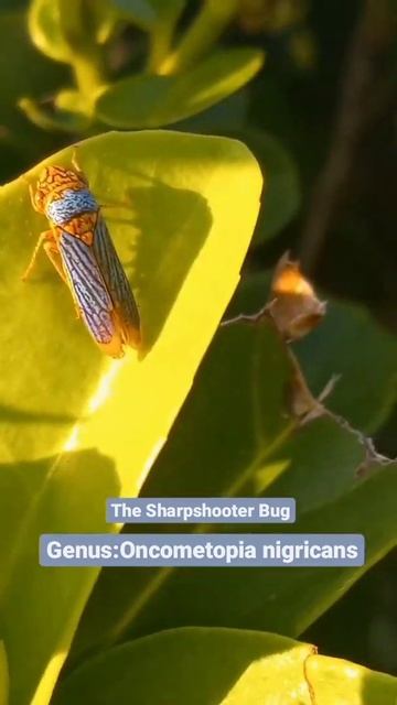 Sharpshooter Bug🔫 #shorts #bug #bugs #insects смотреть онлайн