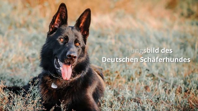 ► Deutscher Schäferhund [2018] Rasse, Aussehen & Charakter смотреть онлайн