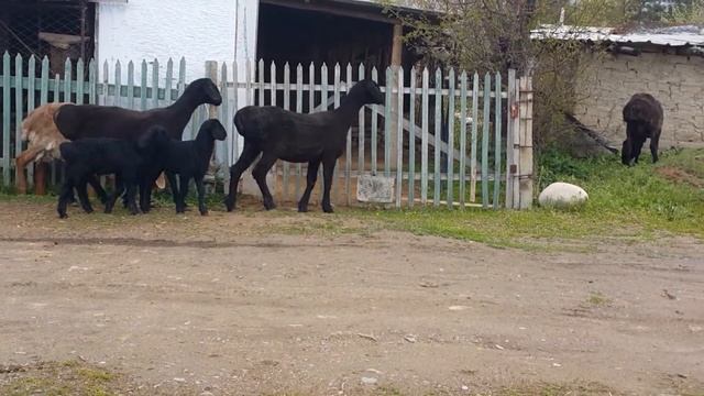 Чистопородные гиссарские ярочки (годовалые) смотреть онлайн