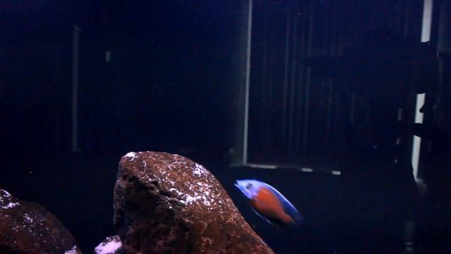 Copadichromis Borleyi Kadango Courtship and Spawn 1080 HD смотреть онлайн