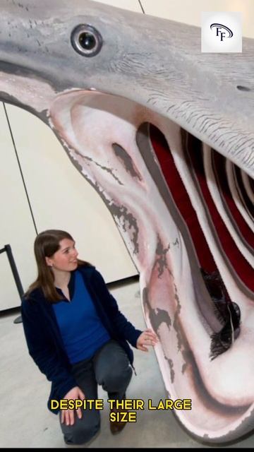 5 Fun Facts about basking sharks #funfacts #interestingfacts #facts #shorts #shark #baskingshark смотреть онлайн