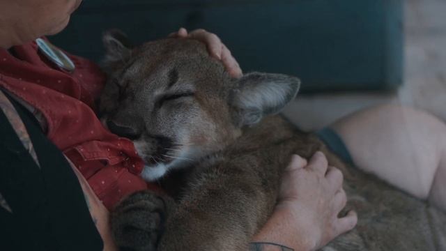 baby Puma малыш Пумы смотреть онлайн