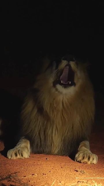 cat va lion vs panther vs cheetah vs eagle #shorts #shortsfeed #viral смотреть онлайн