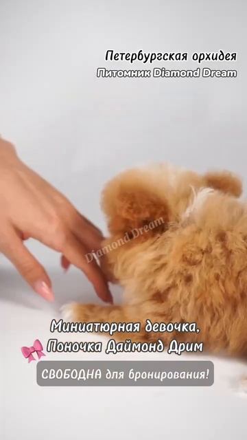 Порода Орхидея Петербургская😍Эта миниатюрная красавица СВОБОДНА для бронирования‼ #маленькиесобаки смотреть онлайн