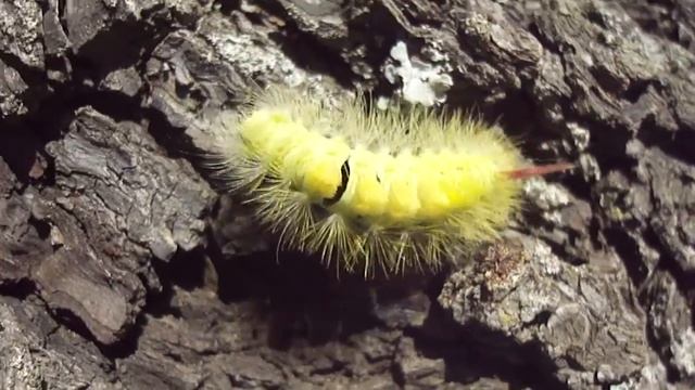 Krásná housenka na Jeřabině - Oskeruši смотреть онлайн