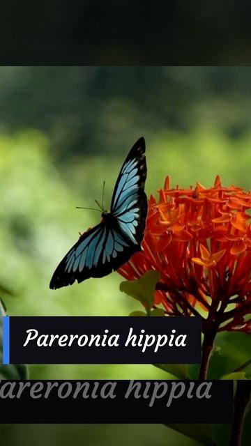 #shorts #beautifulnature #butterfly #entomology #ecology смотреть онлайн
